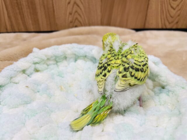 セキセイインコ