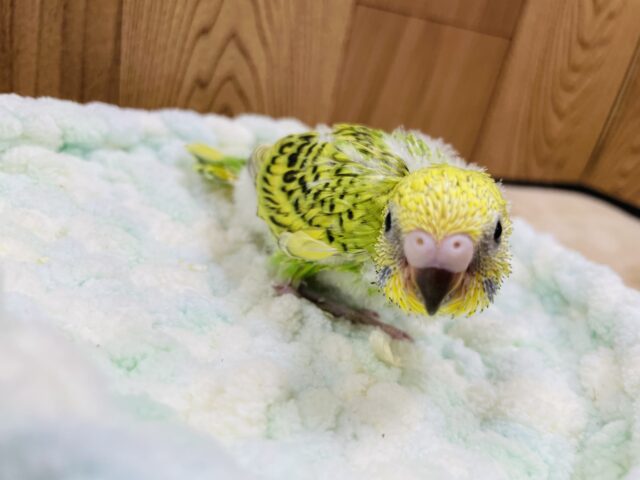 セキセイインコ