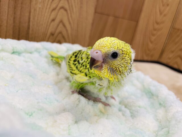セキセイインコ
