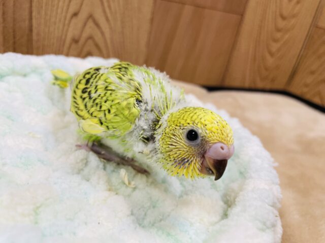 セキセイインコ