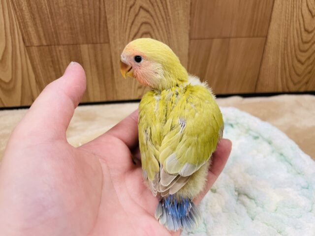 コザクラインコ（小桜インコ）