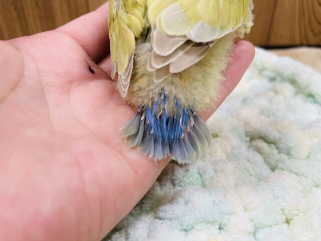 コザクラインコ（小桜インコ）