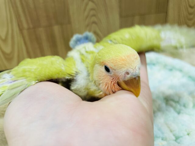 コザクラインコ（小桜インコ）