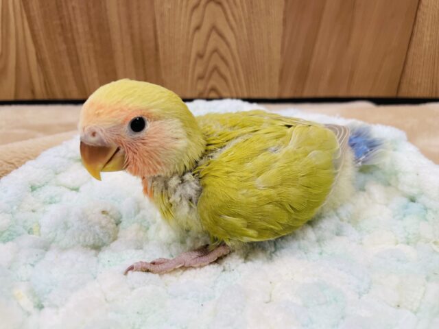 コザクラインコ（小桜インコ）