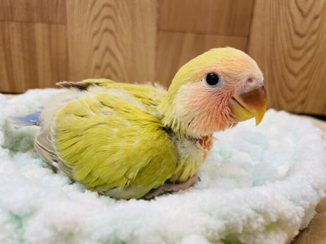 コザクラインコ（小桜インコ）