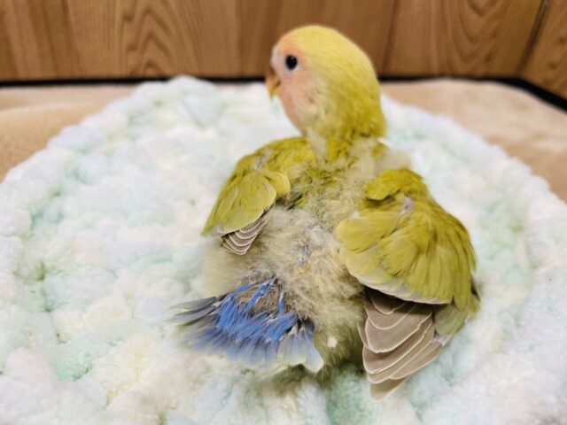 コザクラインコ（小桜インコ）