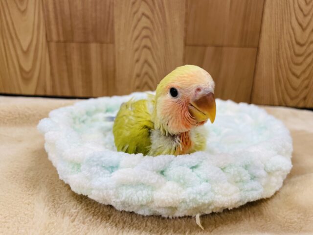 コザクラインコ（小桜インコ）