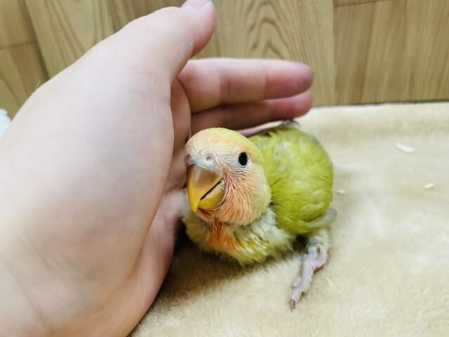 コザクラインコ（小桜インコ）