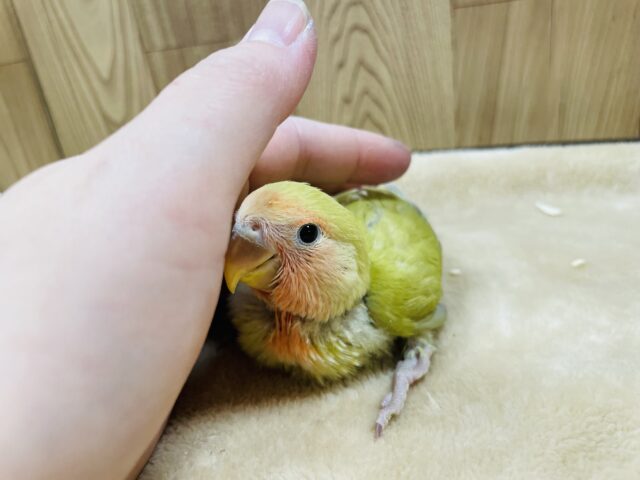 コザクラインコ（小桜インコ）