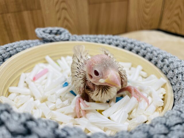 シナモン文鳥