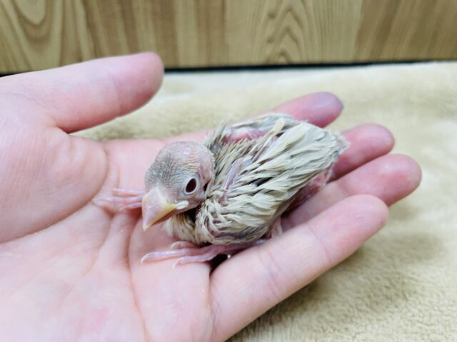シナモン文鳥