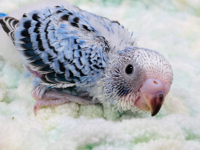 セキセイインコ