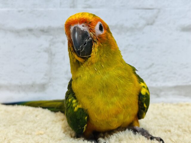 コガネメキシコインコ