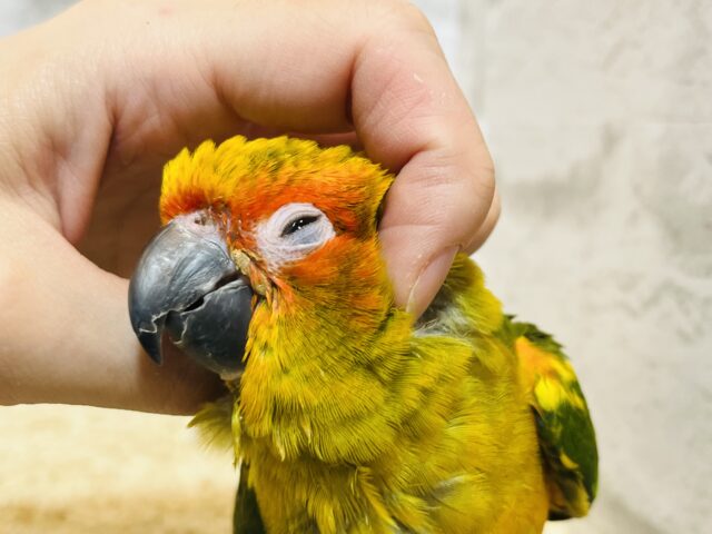 コガネメキシコインコ
