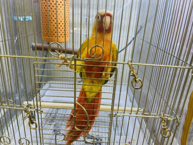 ホオミドリウロコインコ