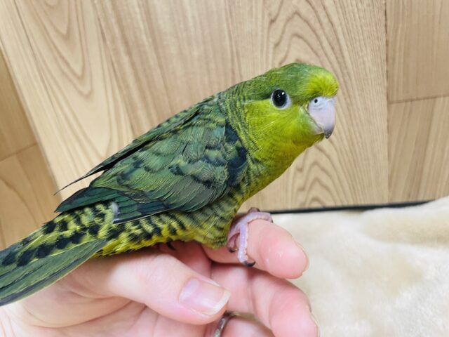 サザナミインコ
