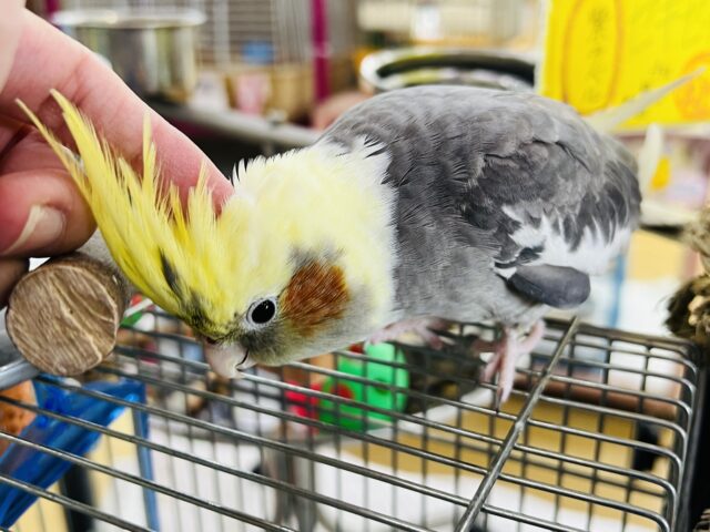 隠れ甘えん坊❤大きなオカメインコ(パイド)❤ オカメインコ