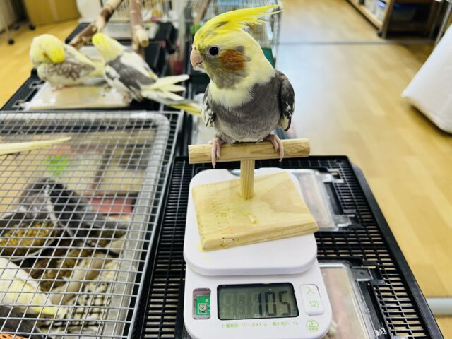 隠れ甘えん坊❤大きなオカメインコ(パイド)❤ オカメインコ
