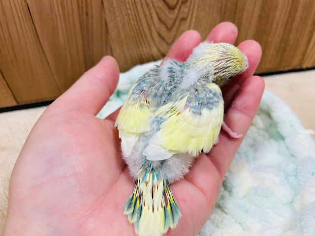 セキセイインコ