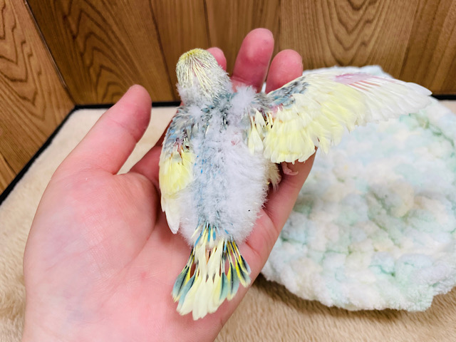 セキセイインコ