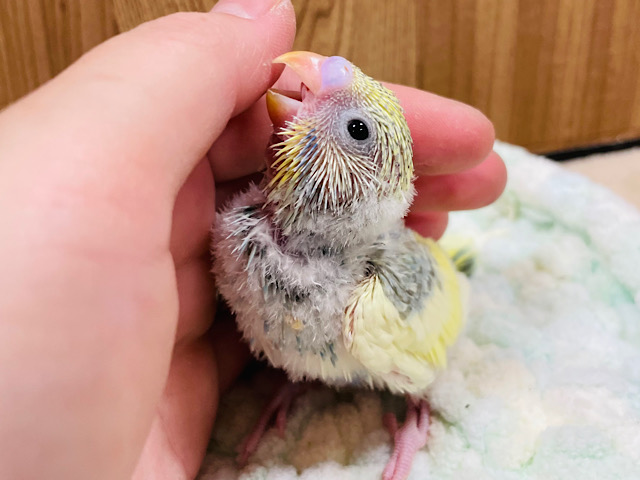 セキセイインコ