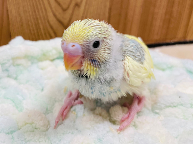 セキセイインコ