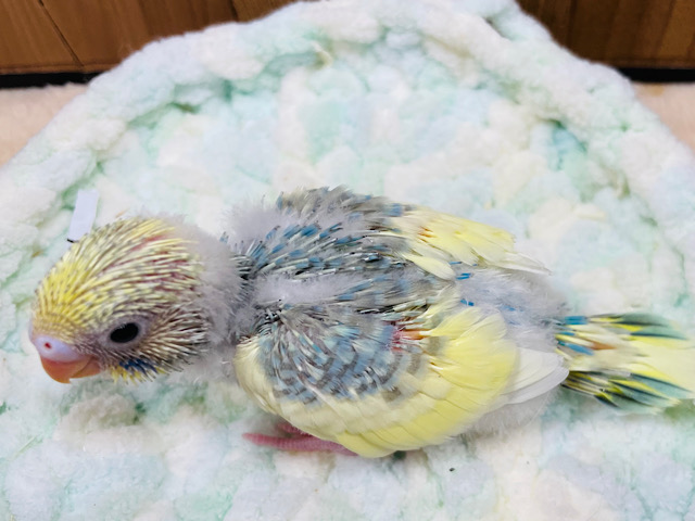 セキセイインコ