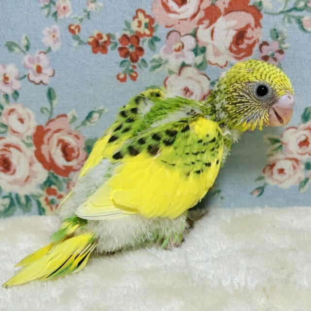 セキセイインコ
