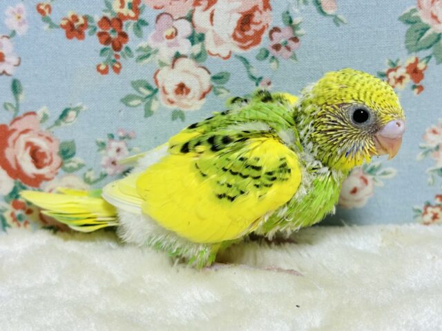 セキセイインコ