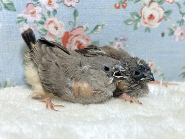 キンカチョウ 🧡🤎💛🧡 錦花鳥(キンカチョウ)