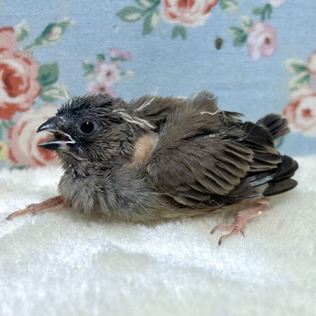 錦花鳥（キンカチョウ）