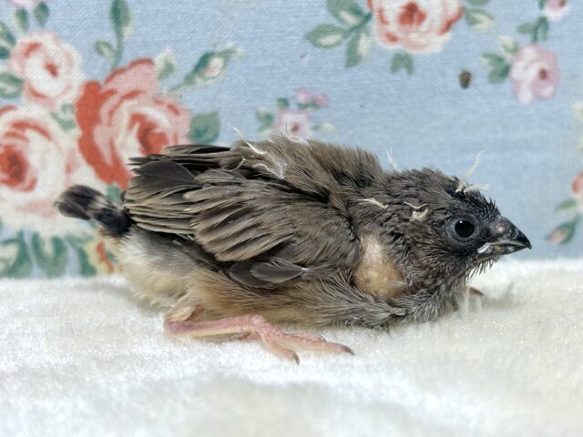 錦花鳥（キンカチョウ）