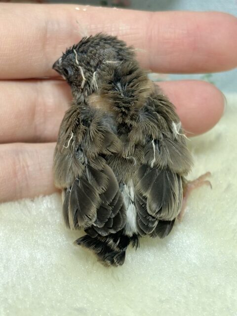 錦花鳥（キンカチョウ）