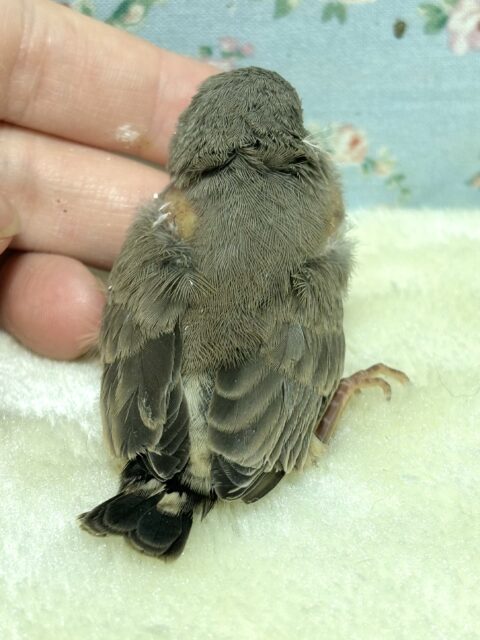 キンカチョウ 🧡🤎💛🧡 錦花鳥(キンカチョウ)