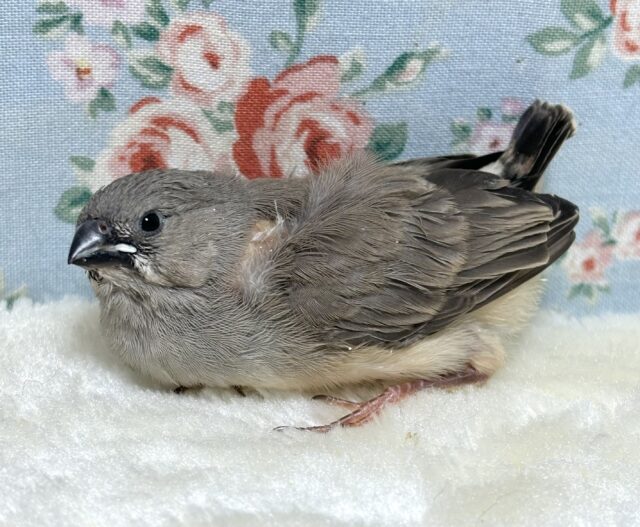 キンカチョウ 🧡🤎💛🧡 錦花鳥(キンカチョウ)