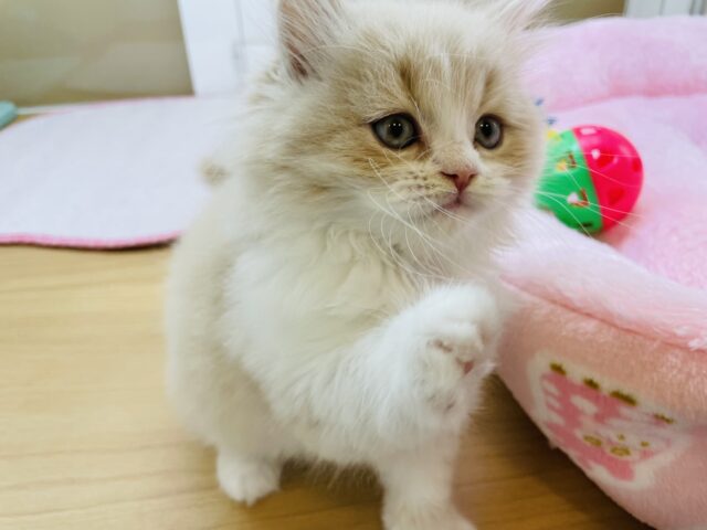 スコティッシュフォールド