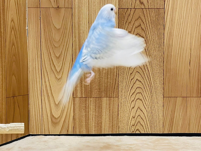 セキセイインコ