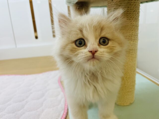 スコティッシュフォールド