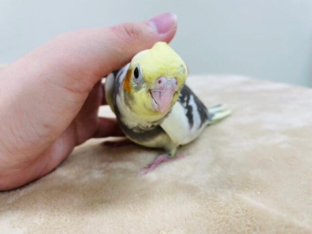 オカメインコ