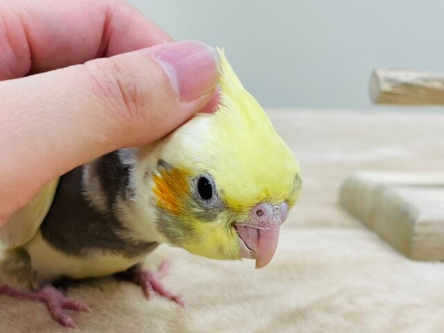オカメインコ