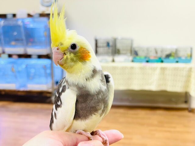 オカメインコ