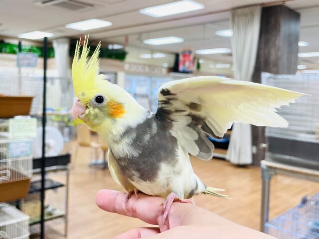 オカメインコ