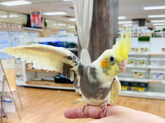 オカメインコ