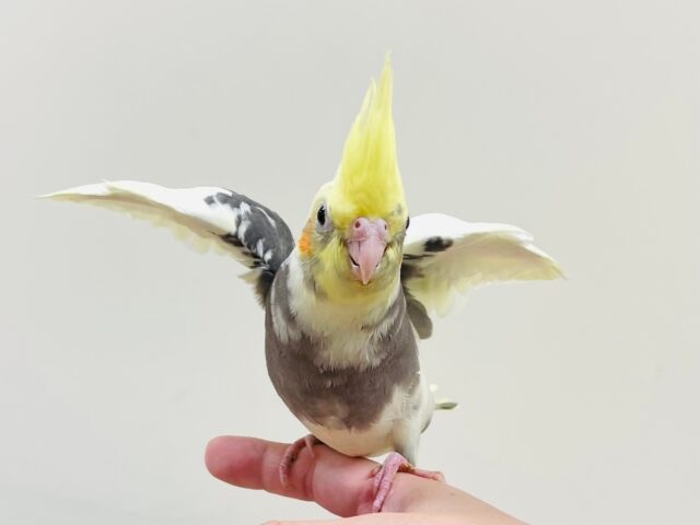 オカメインコ