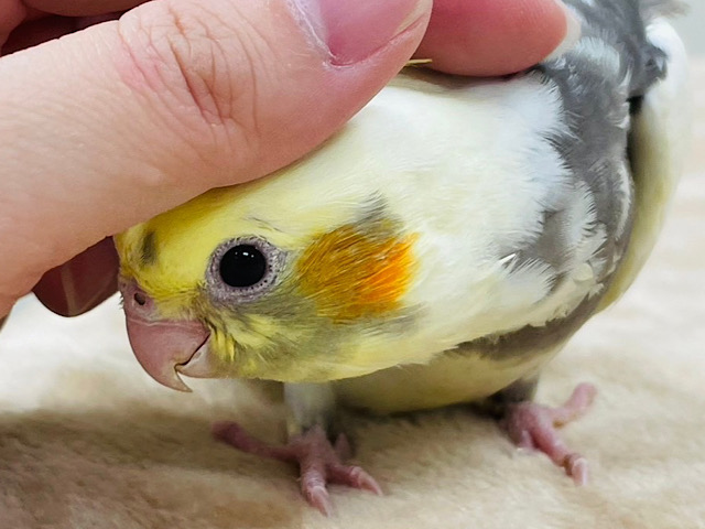 オカメインコ