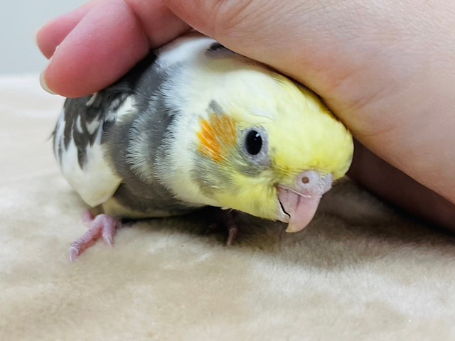 オカメインコ
