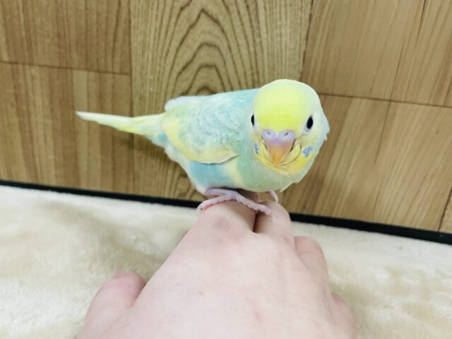 セキセイインコ