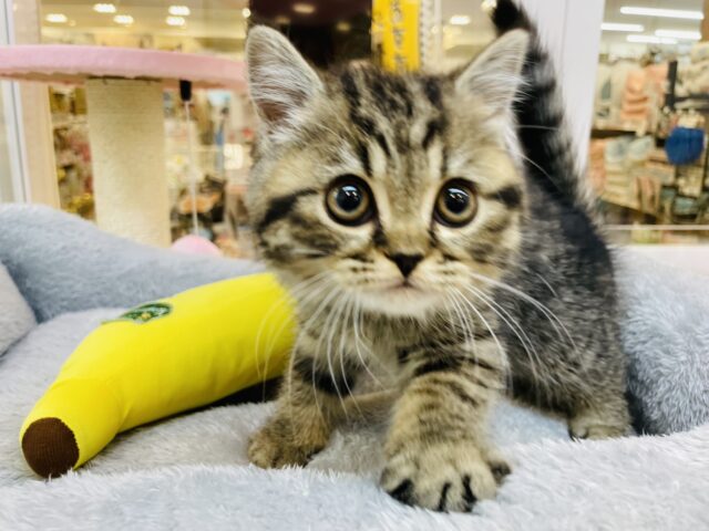 フォールデックス