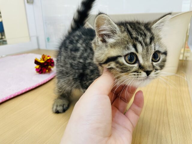 フォールデックス