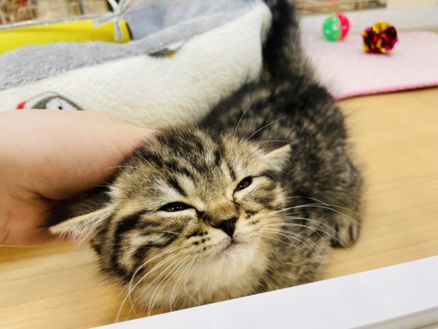 フォールデックス